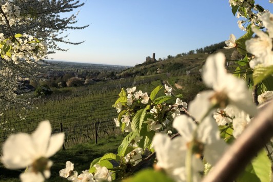 Esplora la Bellezza della Primavera in Puglia