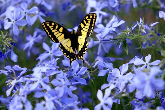 Equinozio di Primavera, Buonumore e Benessere