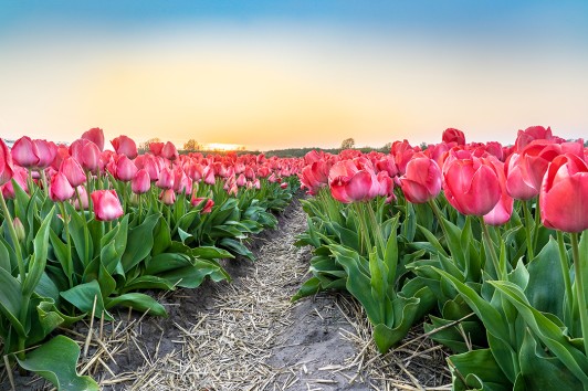 In Primavera, Pit Stop al Tulipark di Bari